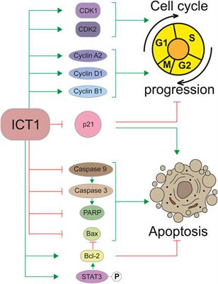 Functional Diversity of Mitochondrial Peptidyl-tRNA Hydrolase ICT1 in Human Cells